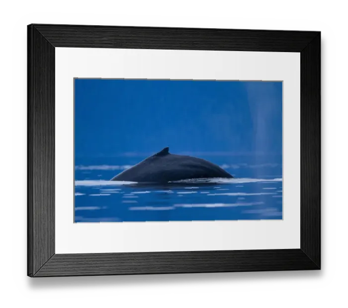 Framed Print : USA, Alaska, Tongass National Forest, Dorsal fin of Humpback Whale (Megaptera novaengliae) Framed Print : USA, Alaska, Tongass National Forest, Dorsal fin of Humpback Whale (Megaptera novaengliae)