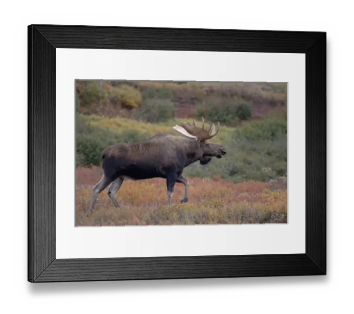 Framed Print : moose, Alces alces, bull walking on fall tundra in Denali National Park, interior Alaska Framed Print : moose, Alces alces, bull walking on fall tundra in Denali National Park, interior Alaska