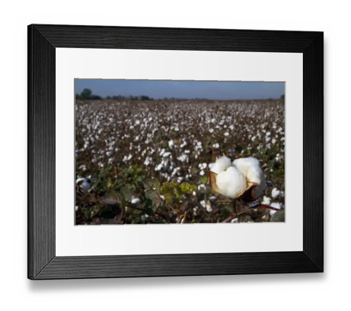 Framed Print : Cotton field ready for harvest in the American South
