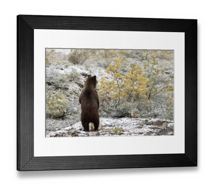 Framed Print : USA, North America, Alaska Framed Print : USA, North America, Alaska