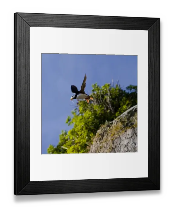 Framed Print : USA. Alaska. Horned Puffin at Bird Island in Lake Clark NP Framed Print : USA. Alaska. Horned Puffin at Bird Island in Lake Clark NP