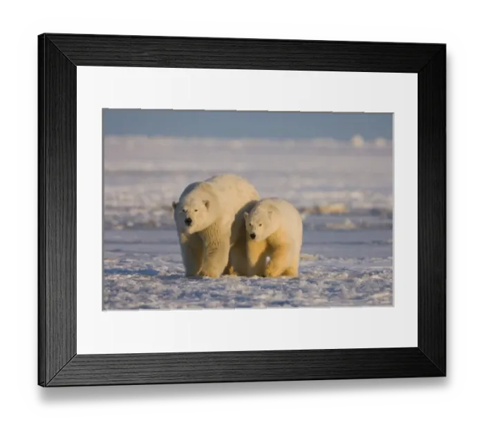 Framed Print : polar bear, Ursus maritimus, sow with cub on the pack ice, 1002 coastal plain of Framed Print : polar bear, Ursus maritimus, sow with cub on the pack ice, 1002 coastal plain of