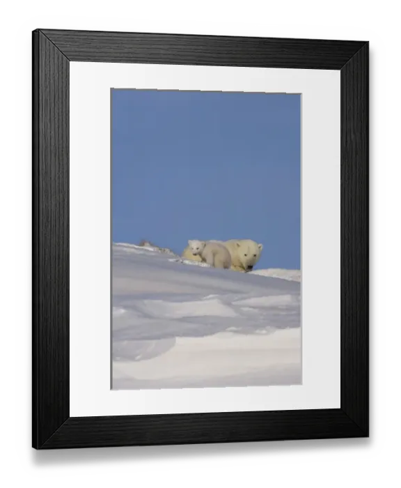 Framed Print : polar bear, Ursus maritimus, sow with newborn spring cub newly emerged from their den Framed Print : polar bear, Ursus maritimus, sow with newborn spring cub newly emerged from their den