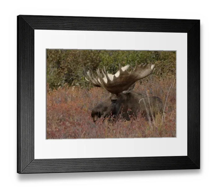 Framed Print : moose, Alces alces, bull resting on fall tundra in Denali National Park, interior Alaska