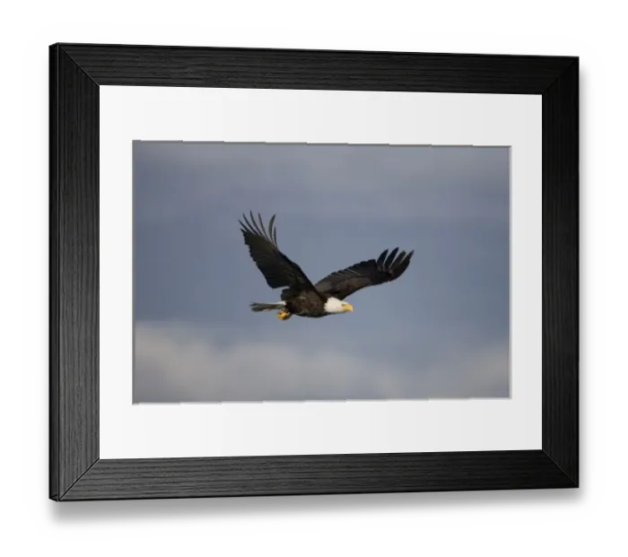 Framed Print : USA, Alaska, Tongass National Forest, Bald Eagle (Haliaeetus leucocephalus) in flight