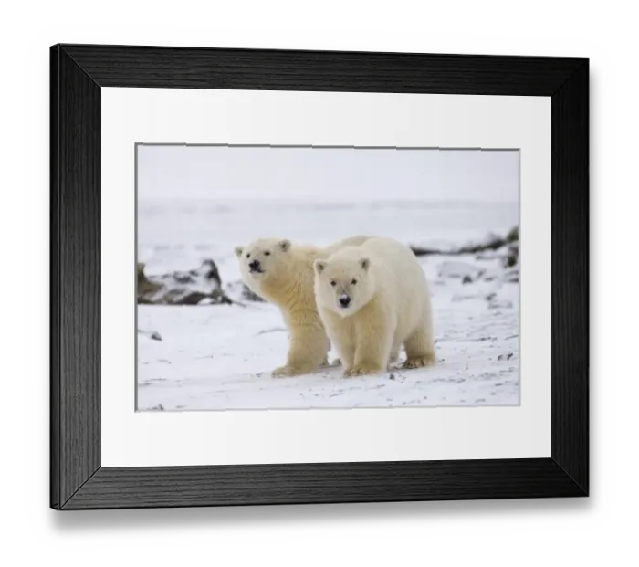 Framed Print : polar bear, Ursus maritimus, cubs play, 1002 coastal plain of the Arctic National Wildlife Refuge