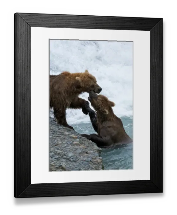 Framed Print : USA, Alaska, McNeil River. Grizzly or brown bear Framed Print : USA, Alaska, McNeil River. Grizzly or brown bear