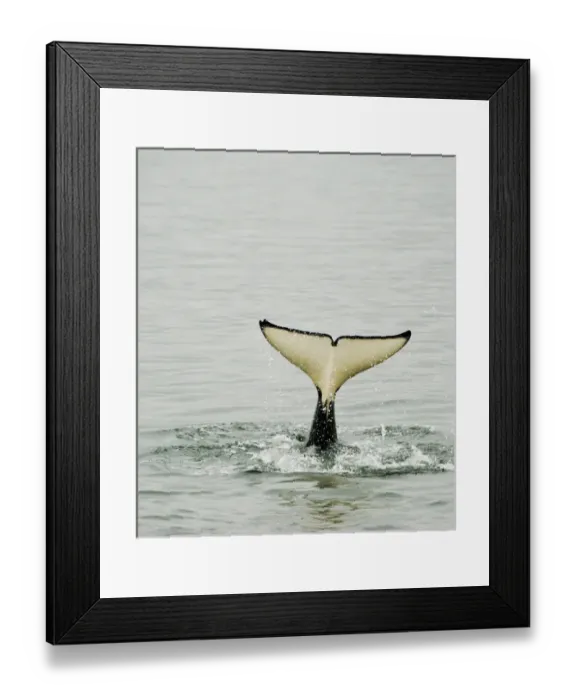Framed Print : USA, Alaska, Inside Passage. Tail of diving orca Framed Print : USA, Alaska, Inside Passage. Tail of diving orca