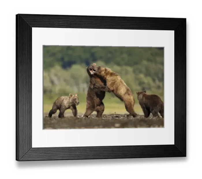 Framed Print : USA, North America, Alaska Framed Print : USA, North America, Alaska