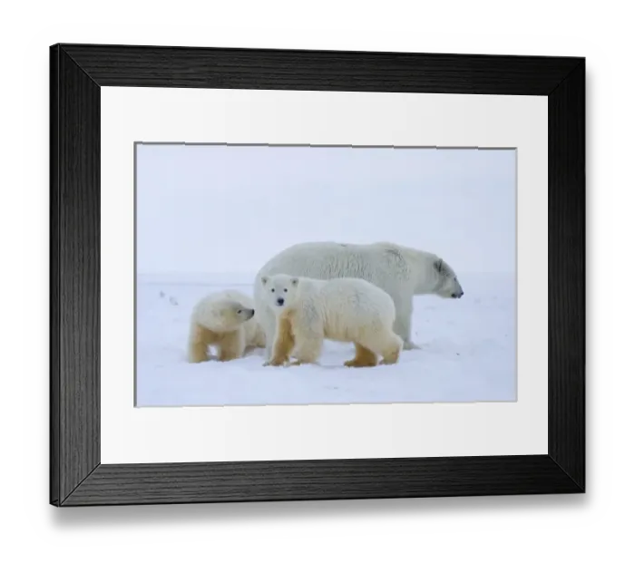 Framed Print : USA, North America, Alaska