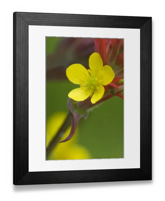 Framed Print : USA, North America, Alaska Framed Print : USA, North America, Alaska