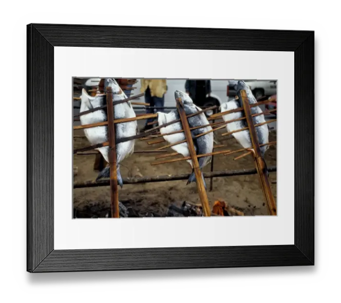 Framed Print : Traditionally the Tlingit used wood stakes and cedar pins to slow cook salmon over Framed Print : Traditionally the Tlingit used wood stakes and cedar pins to slow cook salmon over