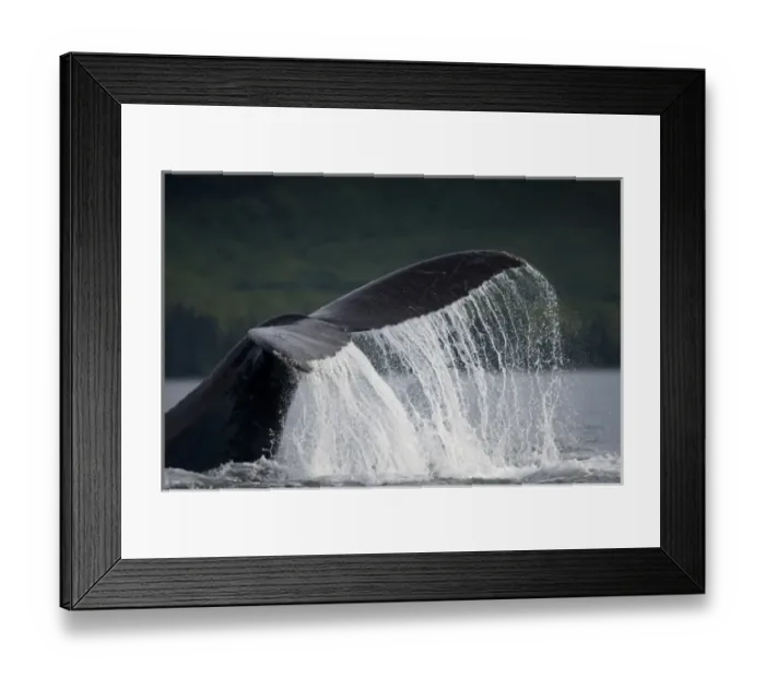 Framed Print : USA, Alaska, Tongass National Forest, Humpback Whale (Megaptera novaengliae) slapping