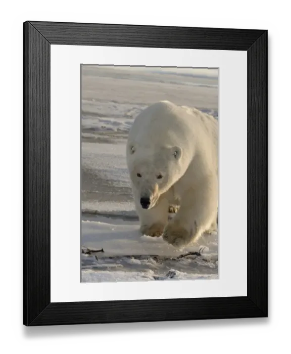 Framed Print : USA, North America, Alaska Framed Print : USA, North America, Alaska