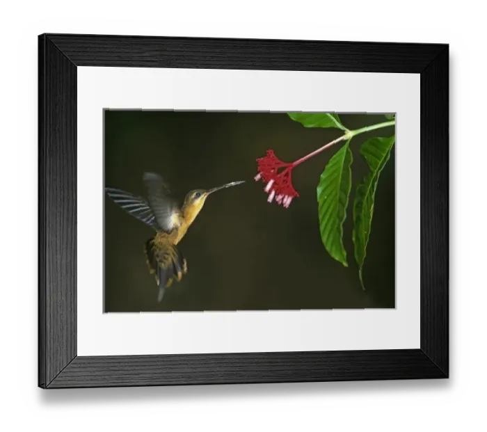 Framed Print : Hummingbird, Needle-billed Hermit (Phaethornis phillippi) feeding at flower, Lake Sandoval Framed Print : Hummingbird, Needle-billed Hermit (Phaethornis phillippi) feeding at flower, Lake Sandoval