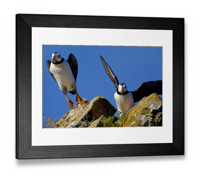 Framed Print : USA. Alaska. Horned Puffins at Bird Island in Lake Clark NP Framed Print : USA. Alaska. Horned Puffins at Bird Island in Lake Clark NP
