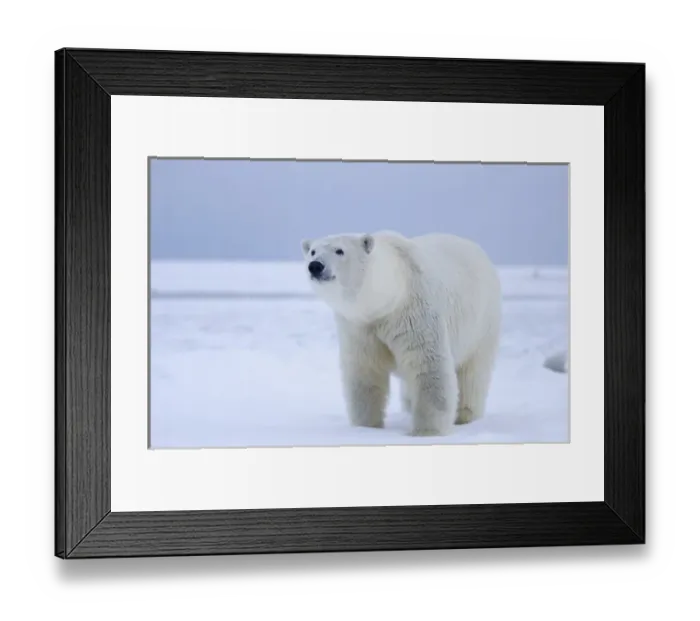 Framed Print : polar bear, Ursus maritimus, on ice and snow, 1002 coastal plain of the Arctic National Framed Print : polar bear, Ursus maritimus, on ice and snow, 1002 coastal plain of the Arctic National