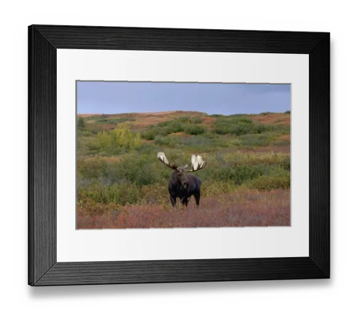 Framed Print : moose, Alces alces, bull walking on fall tundra in Denali National Park, interior Alaska