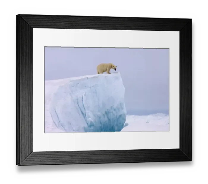 Framed Print : polar bear, Ursus maritimus, on a giant iceberg in the frozen eastern Chuckchi Sea Framed Print : polar bear, Ursus maritimus, on a giant iceberg in the frozen eastern Chuckchi Sea