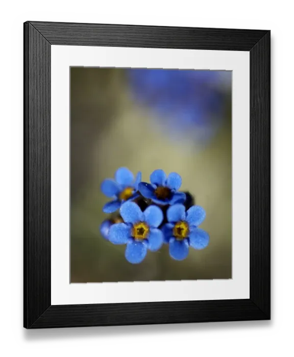 Framed Print : USA, Alaska, Arctic National Wildlife Refuge, Kongakut River Valley, Alpine forget-me-not Framed Print : USA, Alaska, Arctic National Wildlife Refuge, Kongakut River Valley, Alpine forget-me-not