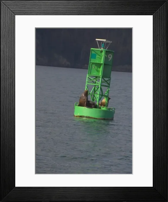 Framed Print : Harbor seals sunning themselves on a green buoy on Prince William Sound Alaska Framed Print : Harbor seals sunning themselves on a green buoy on Prince William Sound Alaska