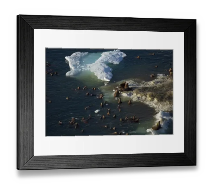 Framed Print : walrus, Odobenus rosmarus, herds resting and swimming around chunks of pack ice during Framed Print : walrus, Odobenus rosmarus, herds resting and swimming around chunks of pack ice during