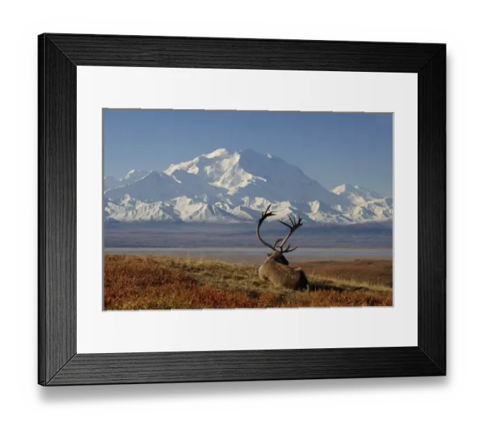 Framed Print : caribou, Rangifer tarandus, bull resting in fall colors with Mount McKinley in the background Framed Print : caribou, Rangifer tarandus, bull resting in fall colors with Mount McKinley in the background