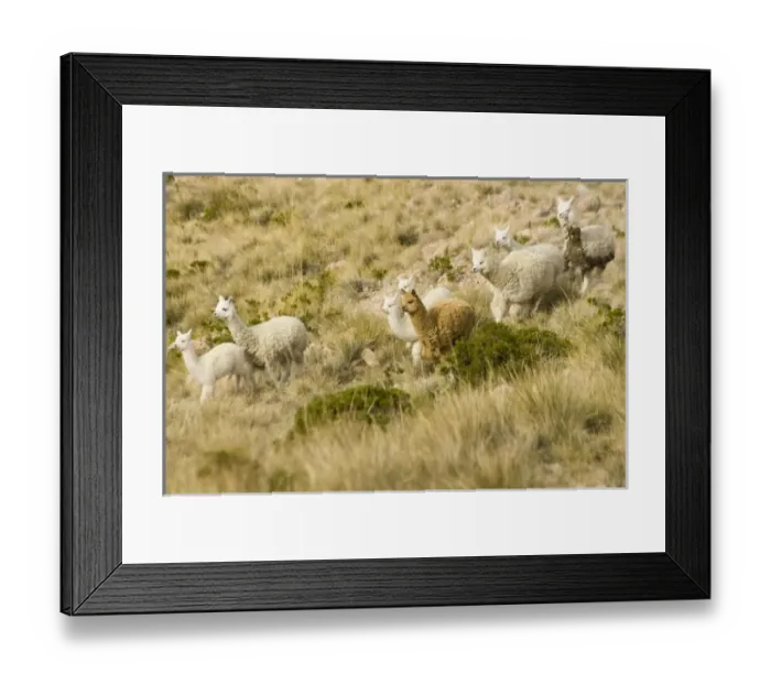 Framed Print : South America, Peru