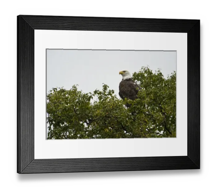 Framed Print : Alaska. Katmai NP. Bald Eagle Framed Print : Alaska. Katmai NP. Bald Eagle