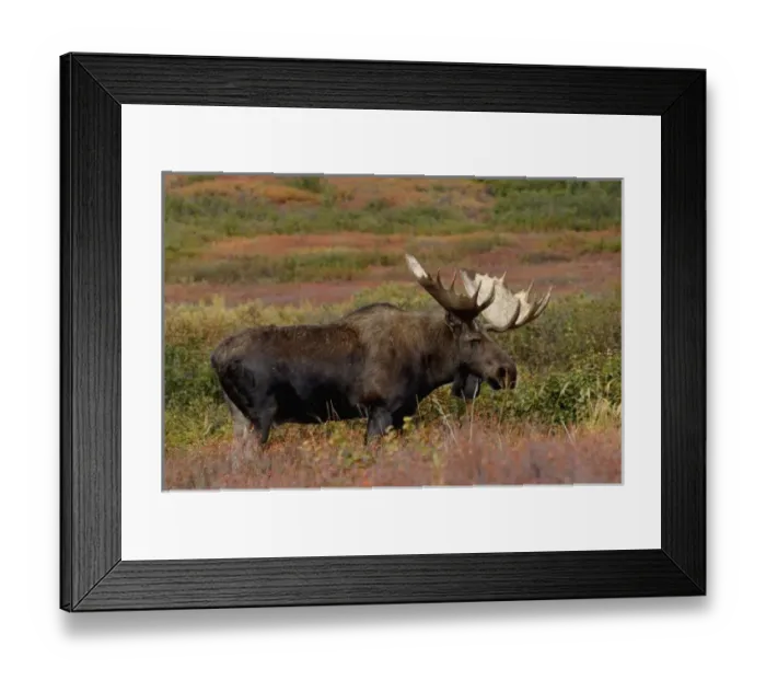 Framed Print : moose, Alces alces, bull feeding on willow bushes in Denali National Park, interior Framed Print : moose, Alces alces, bull feeding on willow bushes in Denali National Park, interior