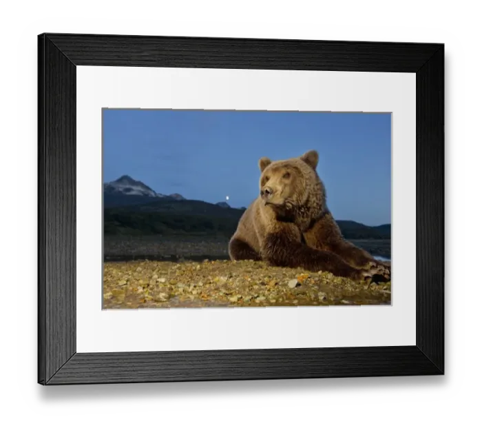 Framed Print : USA, Alaska, Katmai National Park, Flash-lit portrait of young female Grizzly Bear Framed Print : USA, Alaska, Katmai National Park, Flash-lit portrait of young female Grizzly Bear