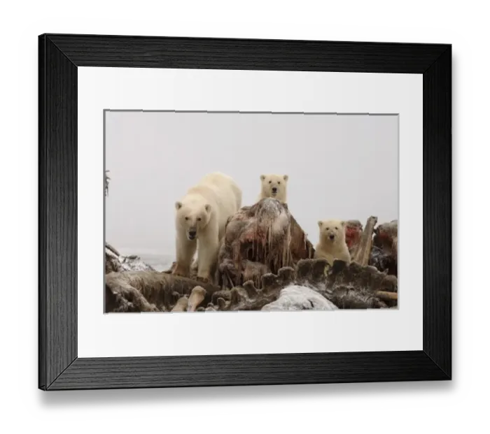 Framed Print : polar bear, Ursus maritimus, sow with cubs scavenging a bowhead whale, Balaena mysticetus Framed Print : polar bear, Ursus maritimus, sow with cubs scavenging a bowhead whale, Balaena mysticetus