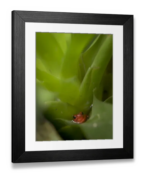Framed Print : Costa Rica, poison arrow frog in bromeliad Framed Print : Costa Rica, poison arrow frog in bromeliad
