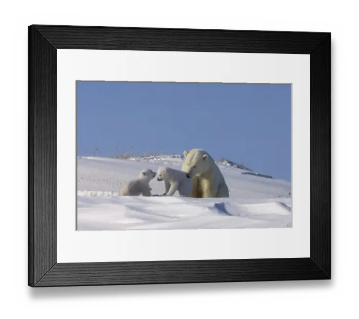 Framed Print : polar bear, Ursus maritimus, sow playing with her newborn spring cubs outside their den