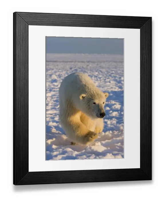 Framed Print : polar bear, Ursus maritimus, polar bear on ice and snow, 1002 coastal plain of Framed Print : polar bear, Ursus maritimus, polar bear on ice and snow, 1002 coastal plain of