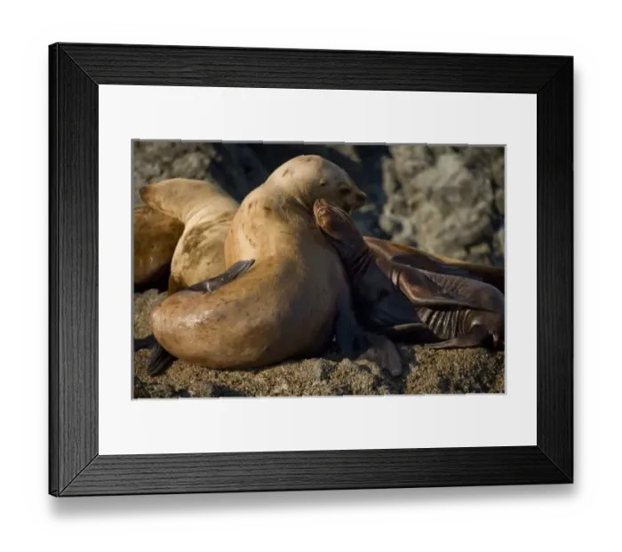 Framed Print : USA, North America, Alaska Framed Print : USA, North America, Alaska