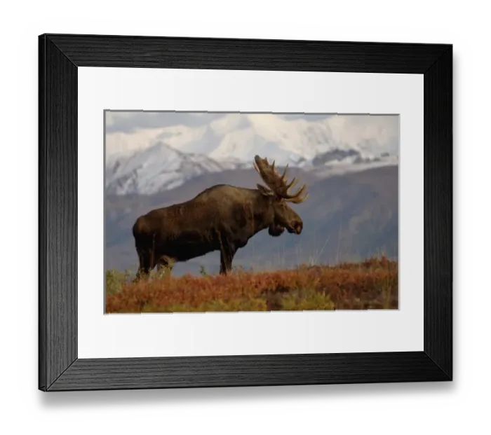 Framed Print : moose, Alces alces, bulls walking on fall tundra in Denali National Park, interior Alaska Framed Print : moose, Alces alces, bulls walking on fall tundra in Denali National Park, interior Alaska