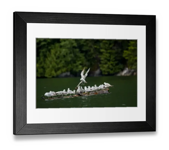 Framed Print : USA, Alaska, Misty Fjords National Monument, Flock of seagulls alight on driftwood Framed Print : USA, Alaska, Misty Fjords National Monument, Flock of seagulls alight on driftwood