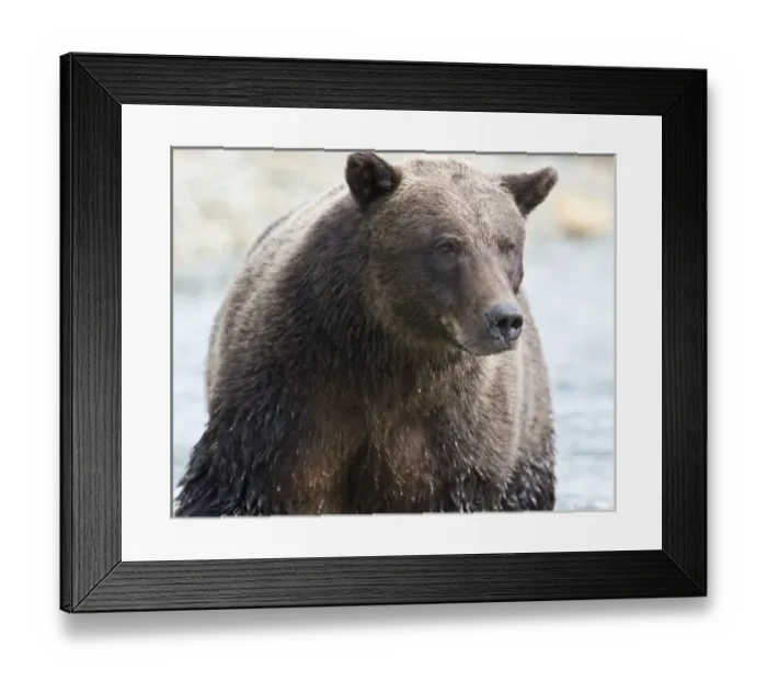 Framed Print : Alaska. Katmai NP. Coastal Brown Bear fishing for salmon