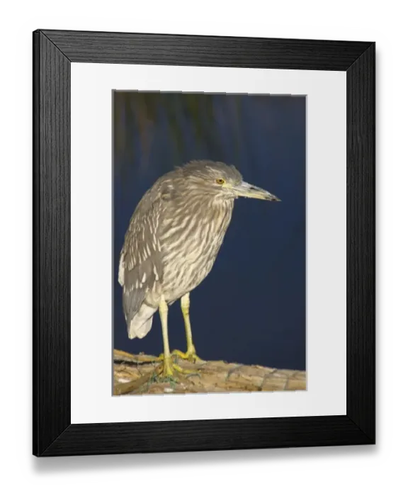 Framed Print : South America, Peru