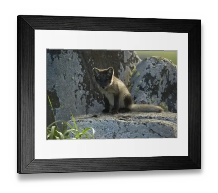 Framed Print : USA, North America, Alaska Framed Print : USA, North America, Alaska