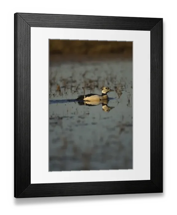 Framed Print : stellers eider, Polysticta stelleri, (endangered) male on a freshwater lake Framed Print : stellers eider, Polysticta stelleri, (endangered) male on a freshwater lake
