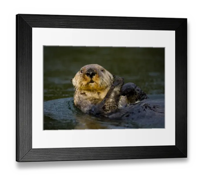 Framed Print : USA, North America, Alaska Framed Print : USA, North America, Alaska