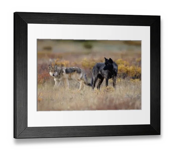Framed Print : USA, North America, Alaska Framed Print : USA, North America, Alaska