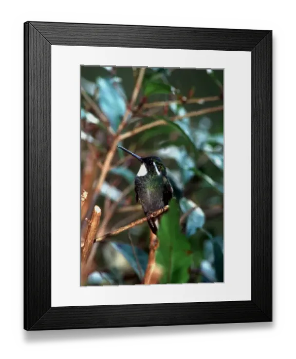 Framed Print : Costa Rican hummingbirds (individual species unknown to photographer)