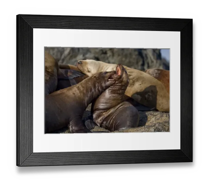 Framed Print : USA, Alaska, Tongass National Forest, Steller sea lions (Eumetopias jubatus) fighting Framed Print : USA, Alaska, Tongass National Forest, Steller sea lions (Eumetopias jubatus) fighting