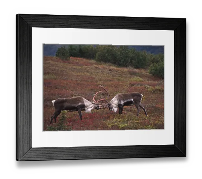Framed Print : Alaska, Denali National Park. Barren ground caribou bull (Rangifer arcticus) on tundra in September Framed Print : Alaska, Denali National Park. Barren ground caribou bull (Rangifer arcticus) on tundra in September
