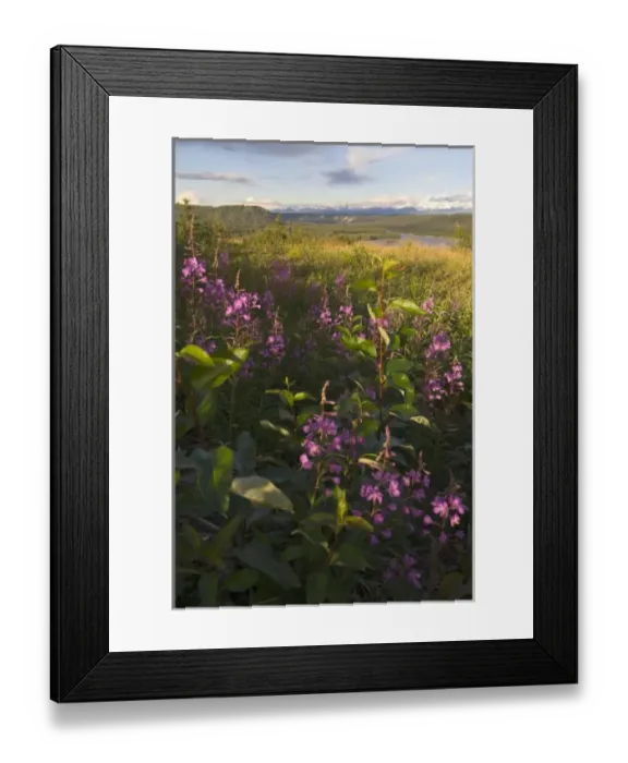 Framed Print : USA, North America, Alaska Framed Print : USA, North America, Alaska