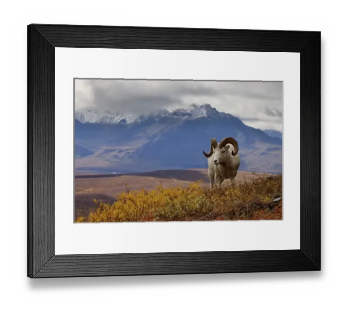 Framed Print : dall sheep, Ovis dalli, ram resting on a hillside during fall colors, Mount Margaret