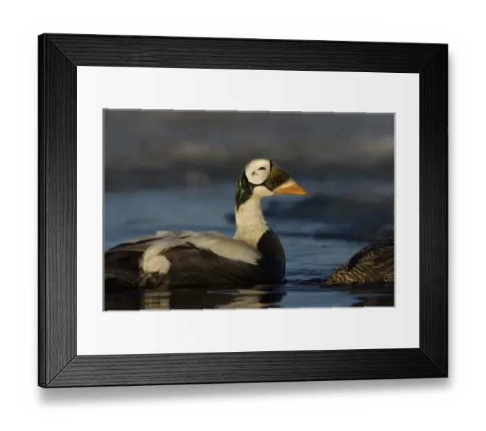 Framed Print : USA, North America, Alaska